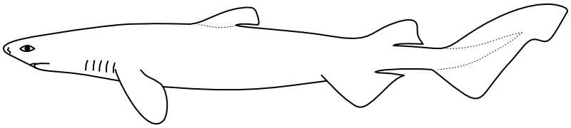 Ilustrace zástupce rodu Dalatias