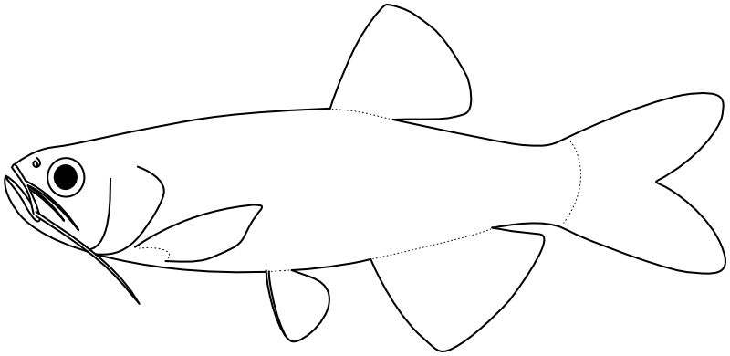 Ilustrace zástupce rodu Danio