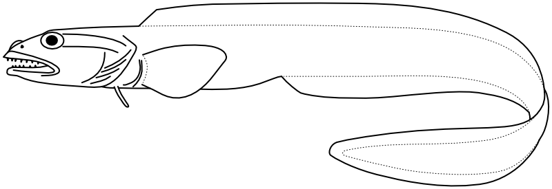 Ilustrace zástupce rodu Davidijordania