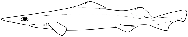 Ilustrace zástupce rodu Deania