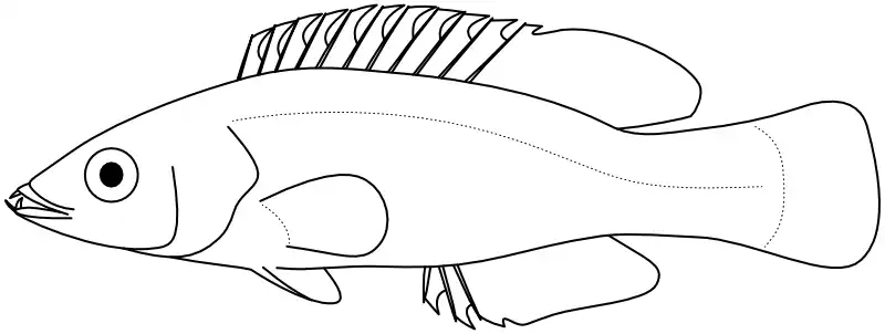Ilustrace zástupce rodu Decodon