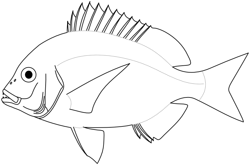 Ilustrace zástupce rodu Dentex