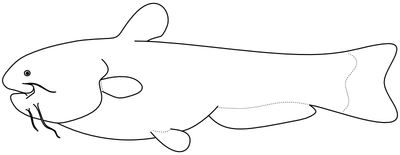 Ilustrace zástupce rodu Denticetopsis