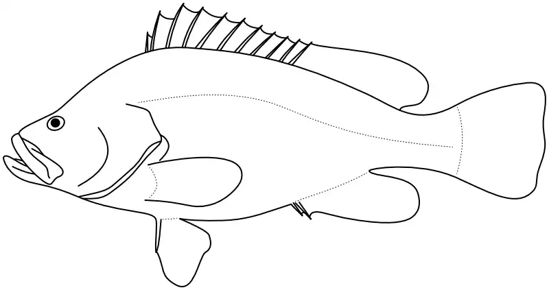 Ilustrace zástupce rodu Dermatolepis Ilustrace zástupce rodu Dermatolepis