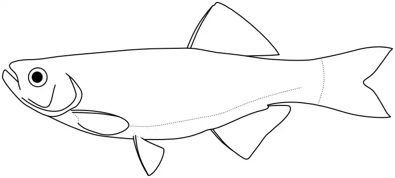 Ilustrace zástupce rodu 