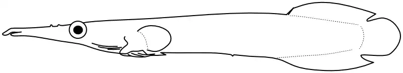 Ilustrace zástupce rodu 