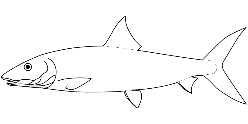 Ilustrace zástupce rodu Albula