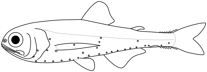 Ilustrace zástupce rodu Diogenichthys