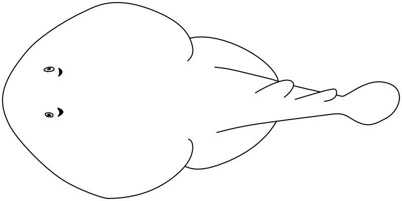 Ilustrace zástupce rodu Diplobatis