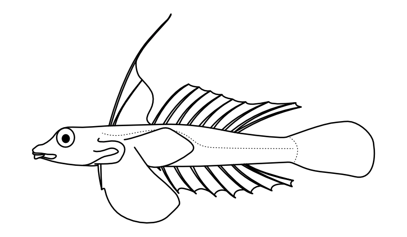 Ilustrace zástupce rodu Diplogrammus