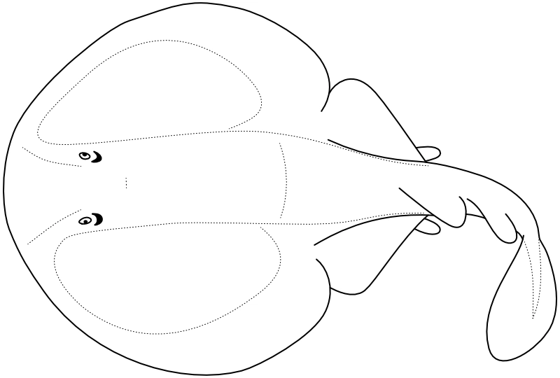 Ilustrace zástupce rodu Discopyge