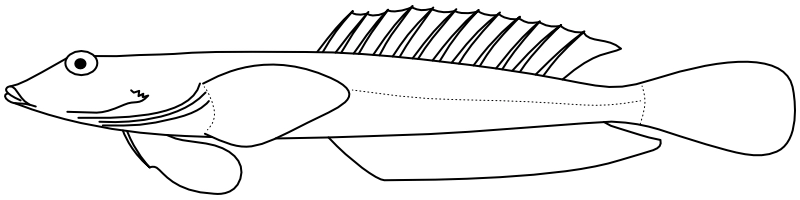 Ilustrace zástupce rodu Draculo