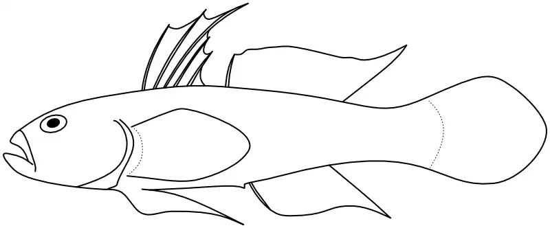 Ilustrace zástupce rodu 