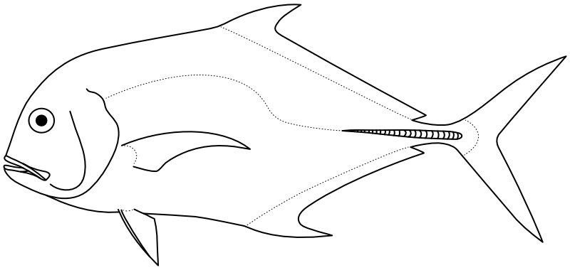 Ilustrace zástupce rodu Alectis