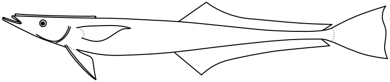 Ilustrace zástupce rodu Echeneis