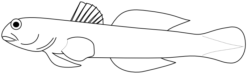 Ilustrace zástupce rodu Elacatinus