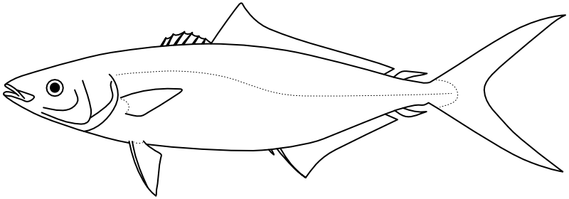 Ilustrace zástupce rodu Elagatis