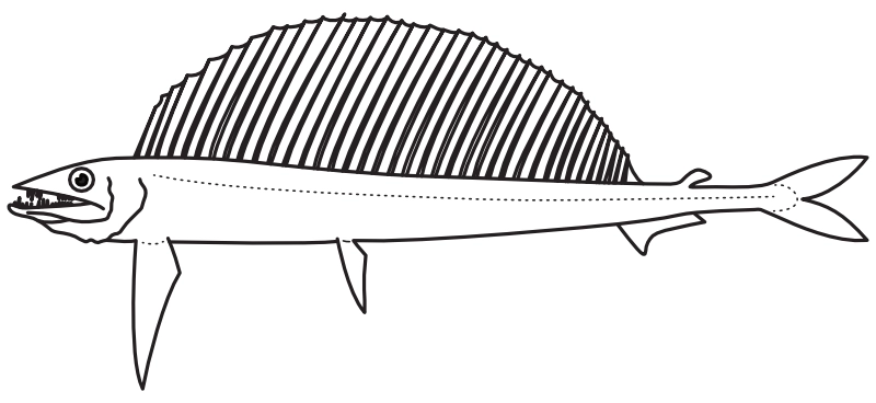 Ilustrace zástupce rodu Alepisaurus