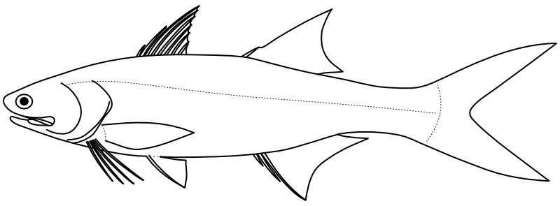 Ilustrace zástupce rodu Eleutheronema