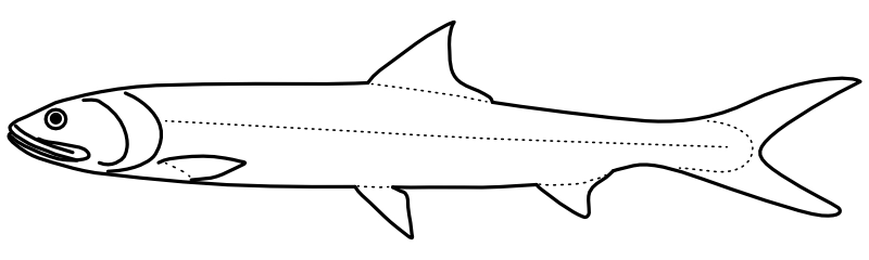 Ilustrace zástupce rodu Elops