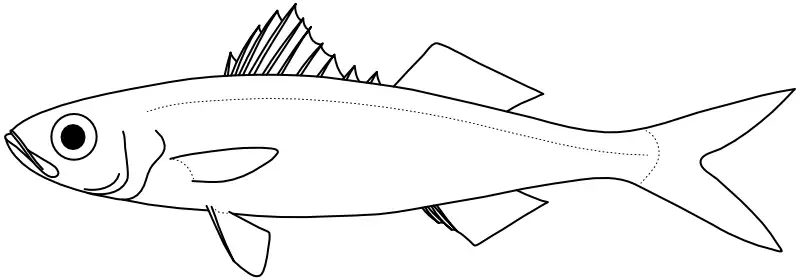 Ilustrace zástupce rodu Emmelichthys