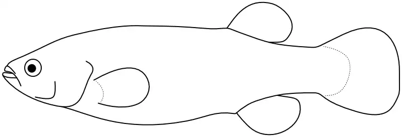 Ilustrace zástupce rodu Empetrichthys Ilustrace zástupce rodu Empetrichthys