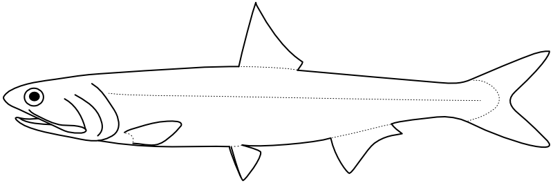 Ilustrace zástupce rodu Engraulis