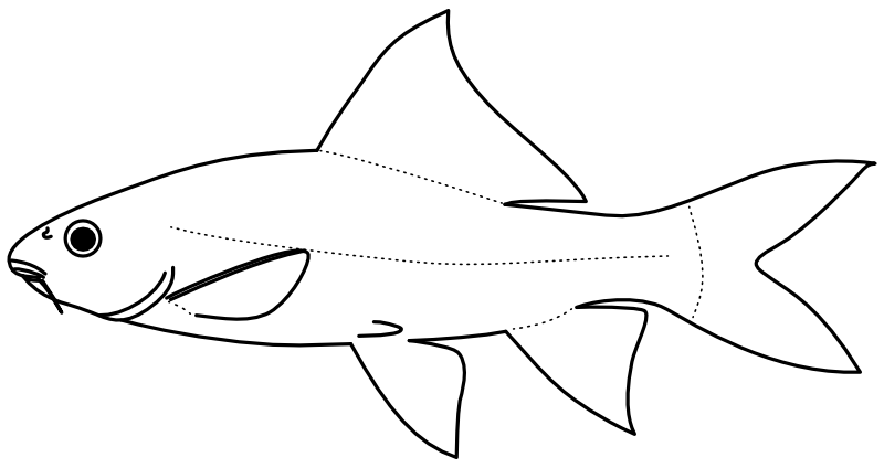 Ilustrace zástupce rodu Epalzeorhynchos