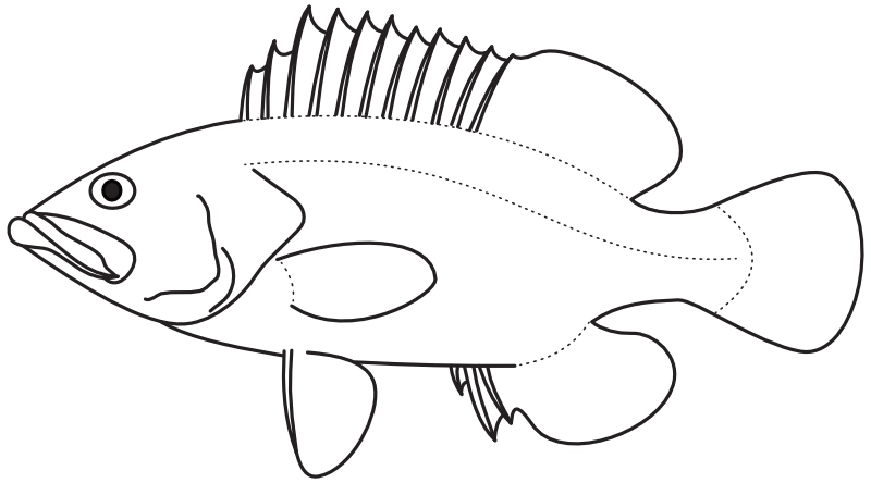Ilustrace zástupce rodu Epinephelus