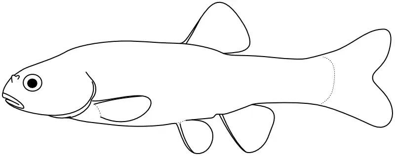 Ilustrace zástupce rodu Eremichthys Ilustrace zástupce rodu Eremichthys