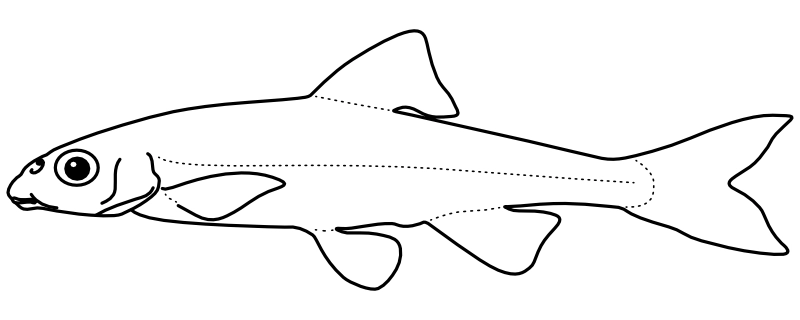 Ilustrace zástupce rodu Erimystax