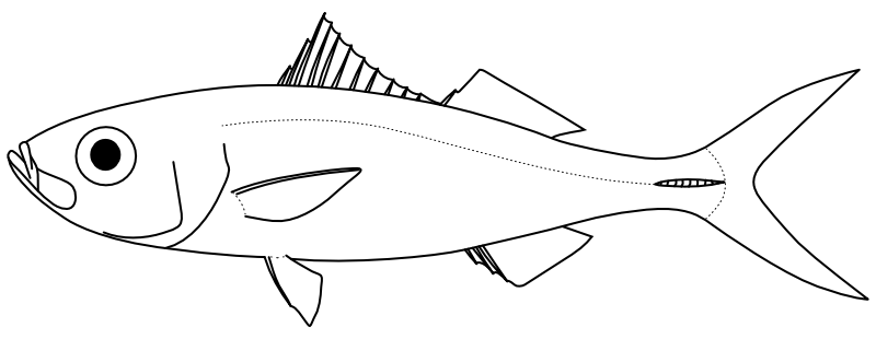 Ilustrace zástupce rodu Erythrocles