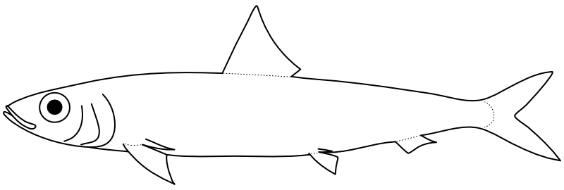 Ilustrace zástupce rodu Etrumeus