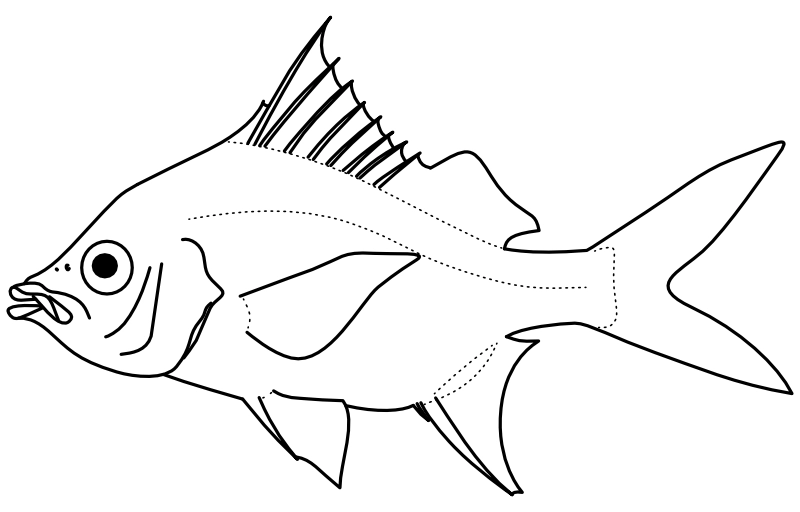 Ilustrace zástupce rodu Eugerres