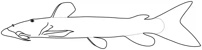 Ilustrace zástupce rodu Euchilichthys