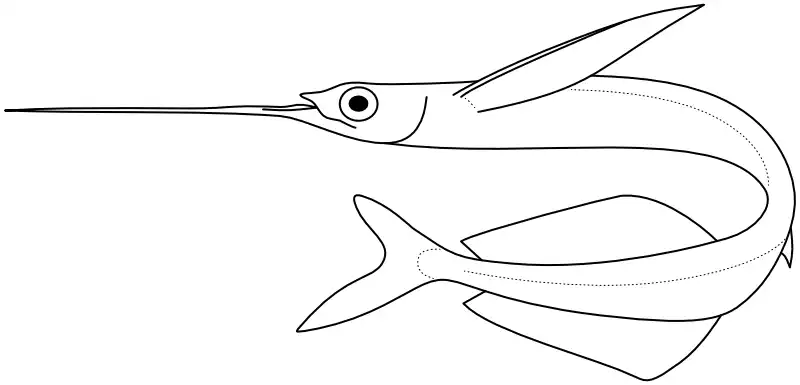 Ilustrace zástupce rodu Ilustrace zástupce rodu