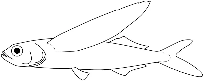 Ilustrace zástupce rodu Exocoetus