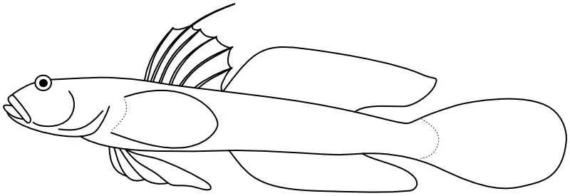 Ilustrace zástupce rodu Favonigobius