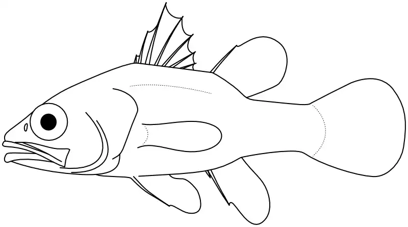 Ilustrace zástupce rodu Fowleria Ilustrace zástupce rodu Fowleria