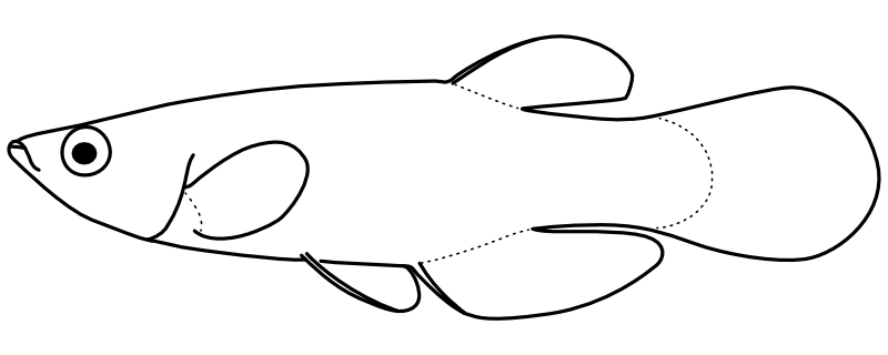 Ilustrace zástupce rodu Fundulus