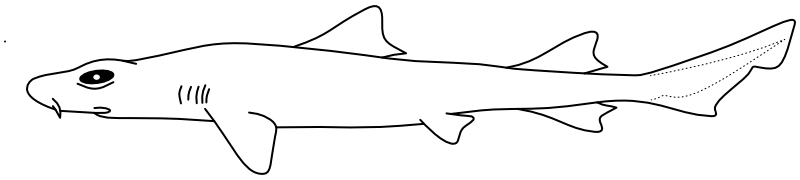 Ilustrace zástupce rodu Furgaleus