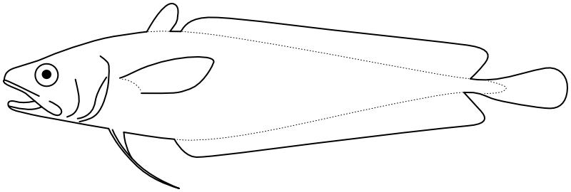 Ilustrace zástupce rodu Gadella