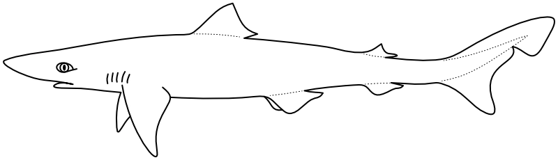 Ilustrace zástupce rodu Galeorhinus