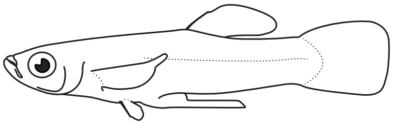 Ilustrace zástupce rodu Gambusia