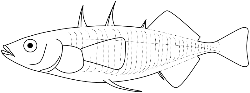 Ilustrace zástupce rodu Gasterosteus