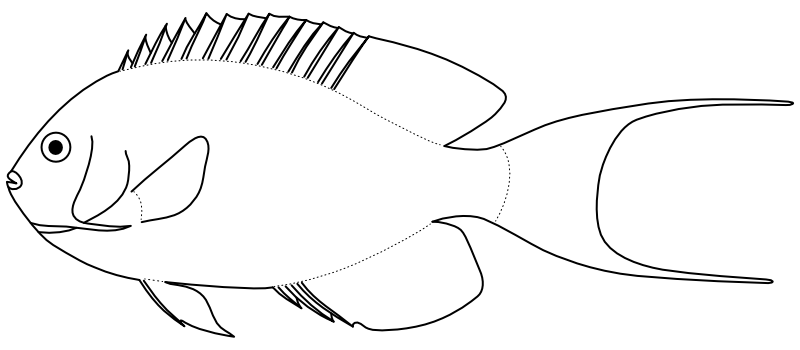 Ilustrace zástupce rodu Genicanthus