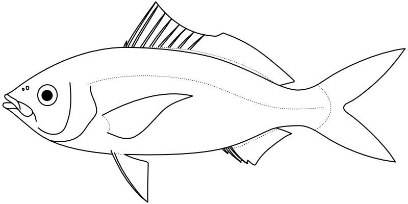 Ilustrace zástupce rodu Gerres