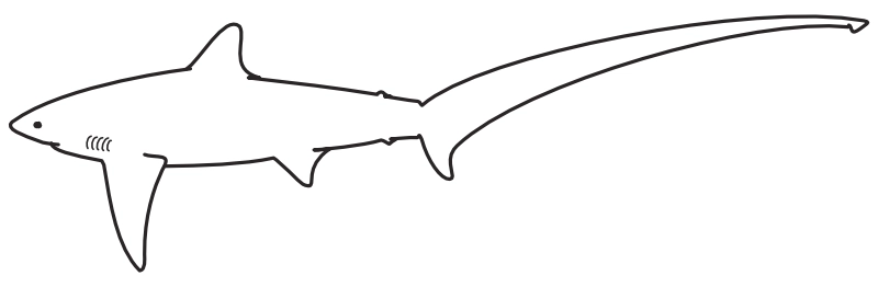 Ilustrace zástupce rodu Alopias