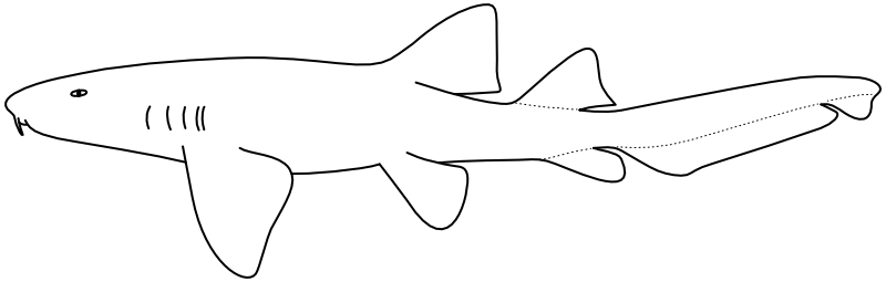 Ilustrace zástupce rodu Ginglymostoma