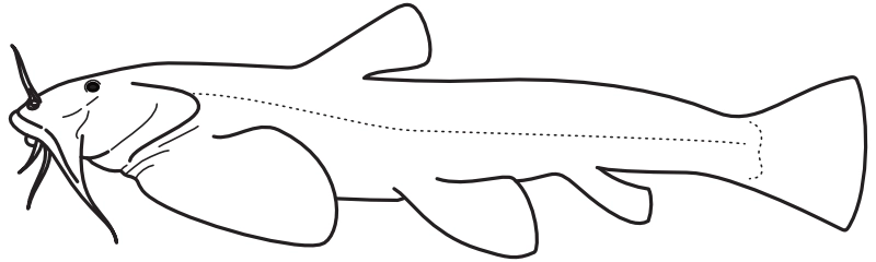 Ilustrace zástupce rodu Glyptosternon